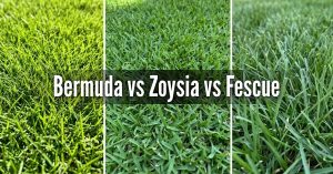 An image titled "Bermuda vs Zoysia vs Fescue" featuring a side-by-side macro comparison of three common grass types. Bermuda (Left): Shows a fine-textured, bright lime-green grass with thin, delicate blades. Zoysia (Middle): Shows a dense, carpet-like grass with slightly wider, pointed blades in a deep, rich green. Fescue (Right): Shows a cool-season grass with long, upright, and significantly broader blades in a darker forest green. Identifying your grass type is the first step in determining the correct mowing height and fertilization schedule.