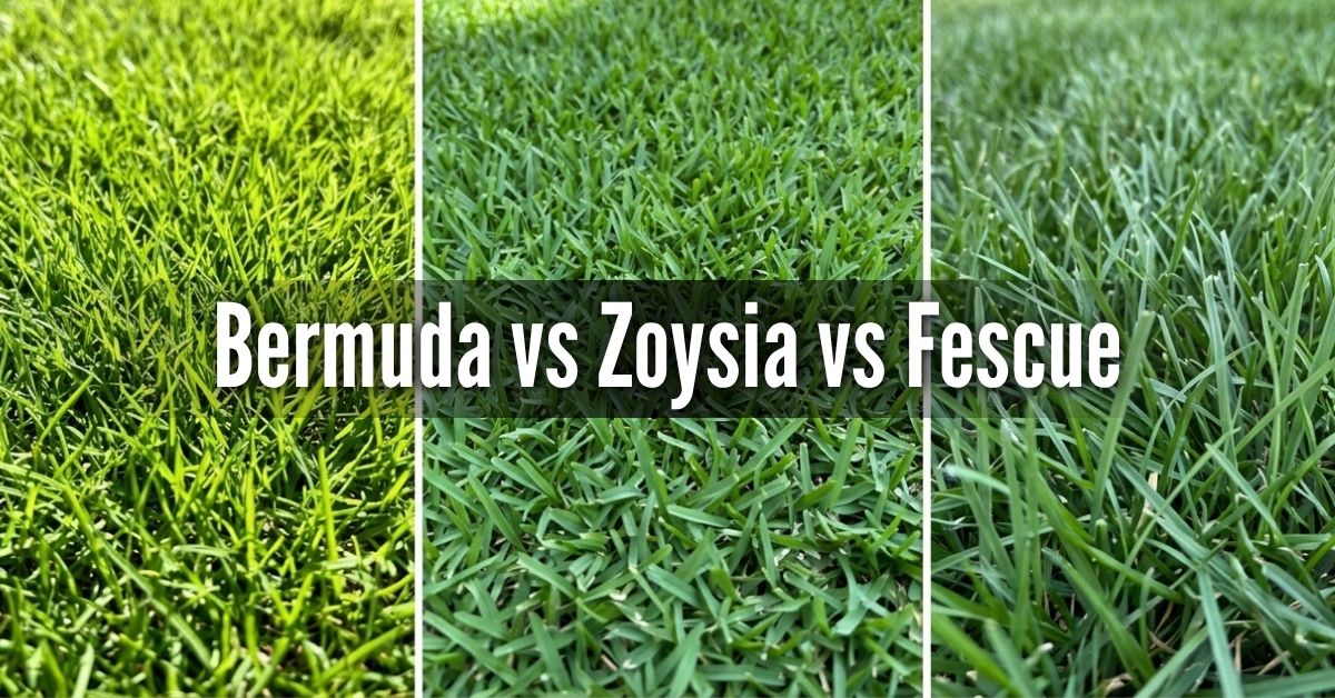 An image titled "Bermuda vs Zoysia vs Fescue" featuring a side-by-side macro comparison of three common grass types. Bermuda (Left): Shows a fine-textured, bright lime-green grass with thin, delicate blades. Zoysia (Middle): Shows a dense, carpet-like grass with slightly wider, pointed blades in a deep, rich green. Fescue (Right): Shows a cool-season grass with long, upright, and significantly broader blades in a darker forest green. Identifying your grass type is the first step in determining the correct mowing height and fertilization schedule.