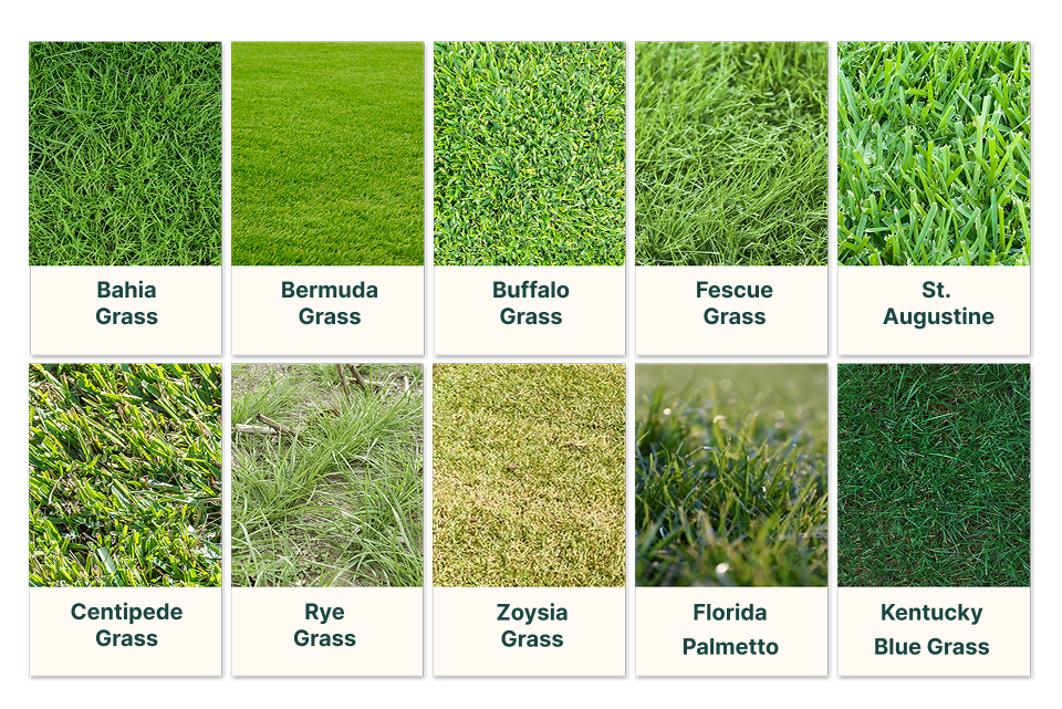 Grass types homeowners treat during lawn revival projects