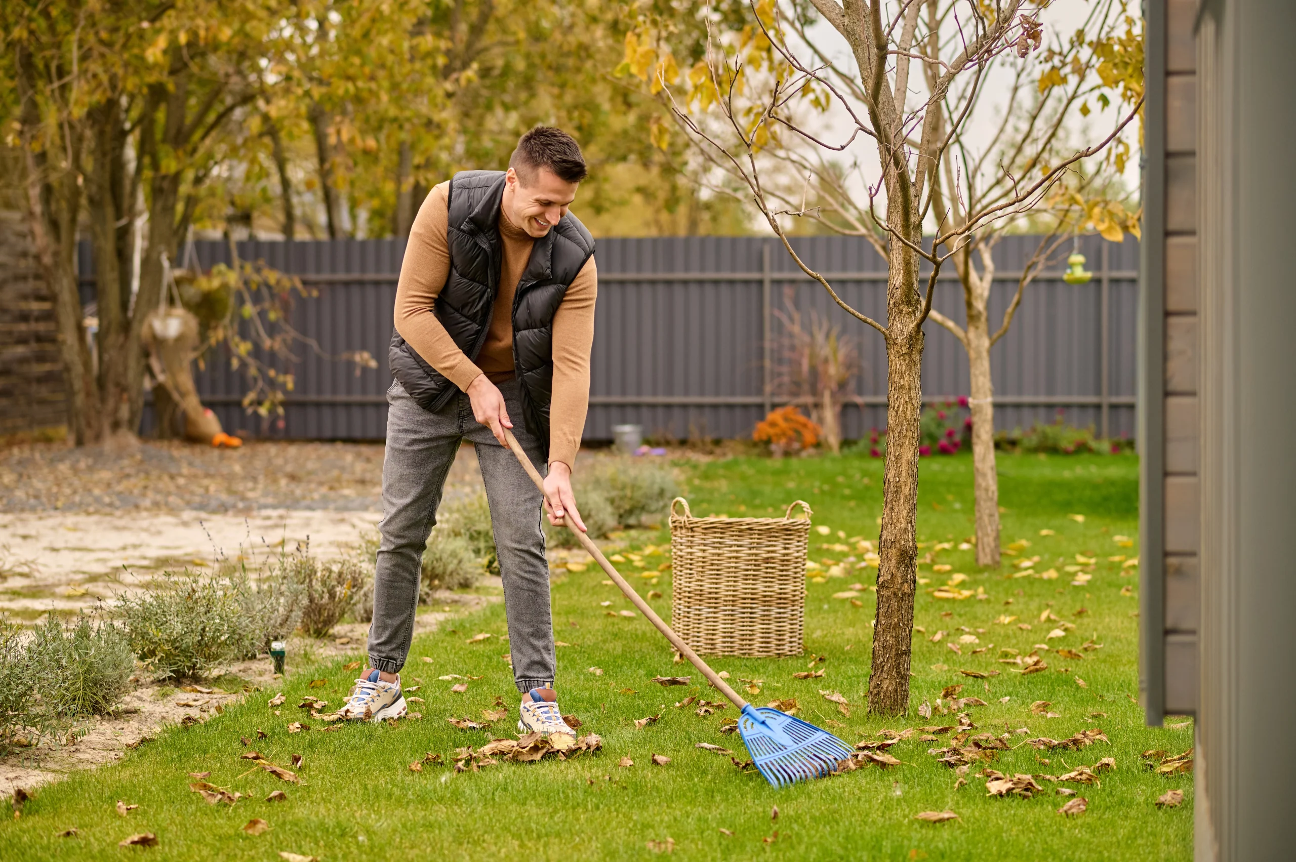 A man in a black puffer vest and tan sweater raking fallen autumn leaves on a green lawn using a blue rake. A large wicker basket for yard waste stands nearby in a suburban backyard.